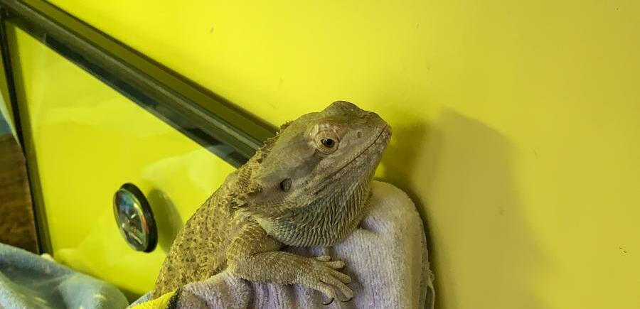 bearded dragon safety