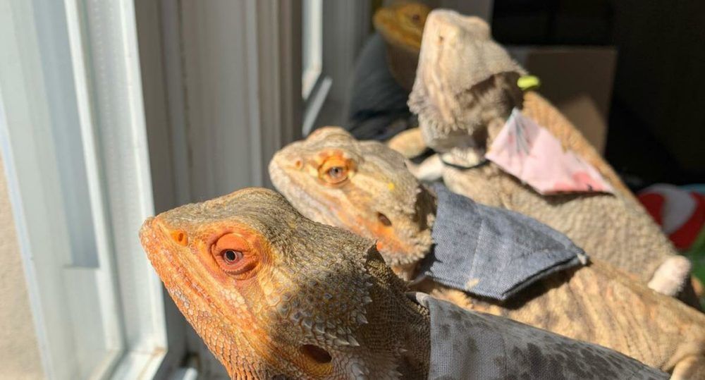 bearded dragon information