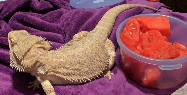 Bearded Dragon Food | Beardiebunch.com