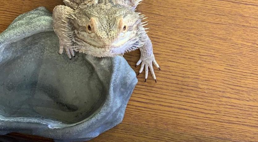 Bearded Dragon Water