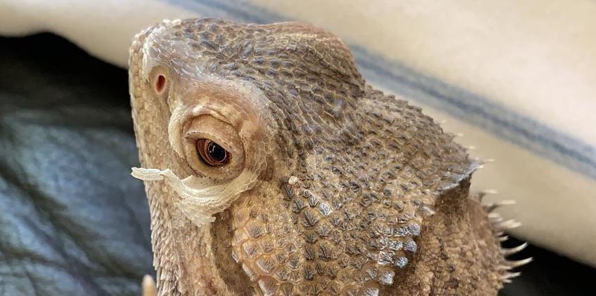 Bearded Dragon Shedding