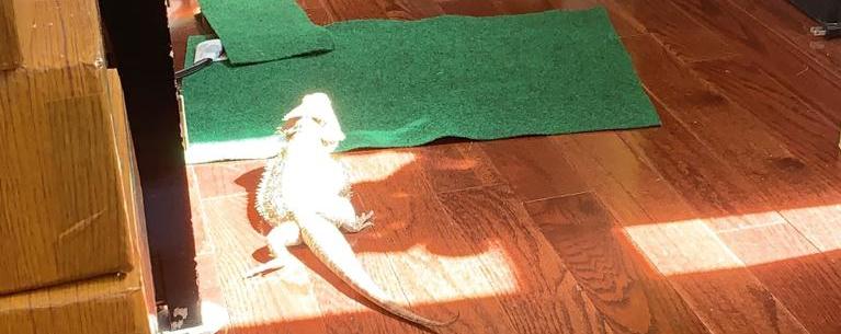 bearded dragon activities