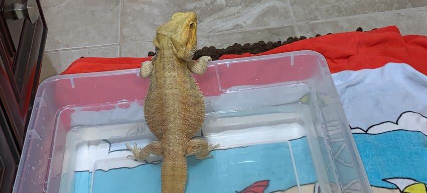 bearded dragon bath