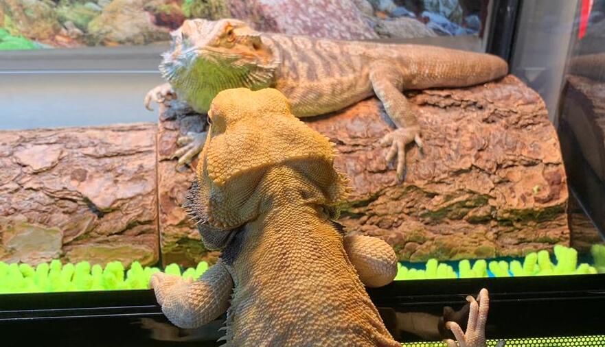 bearded dragon behavior