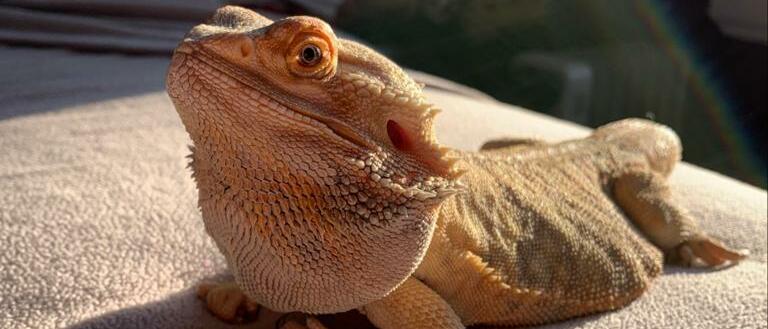 bearded dragon care