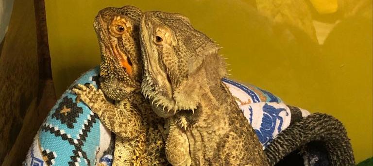 two bearded dragon living together