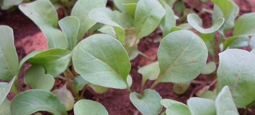 arugula for bearded dragons