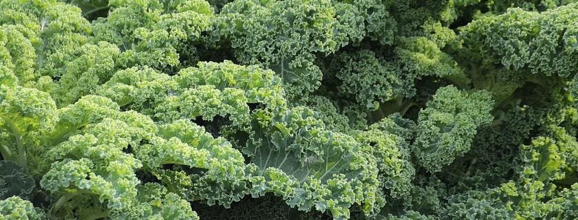 curly kale for bearded dragon diet