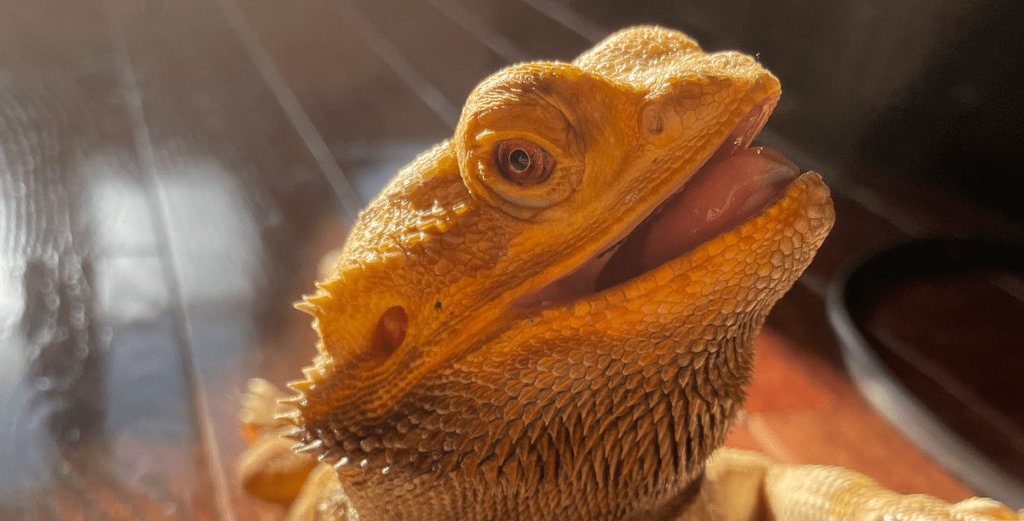 Do Bearded Dragons Yawn?